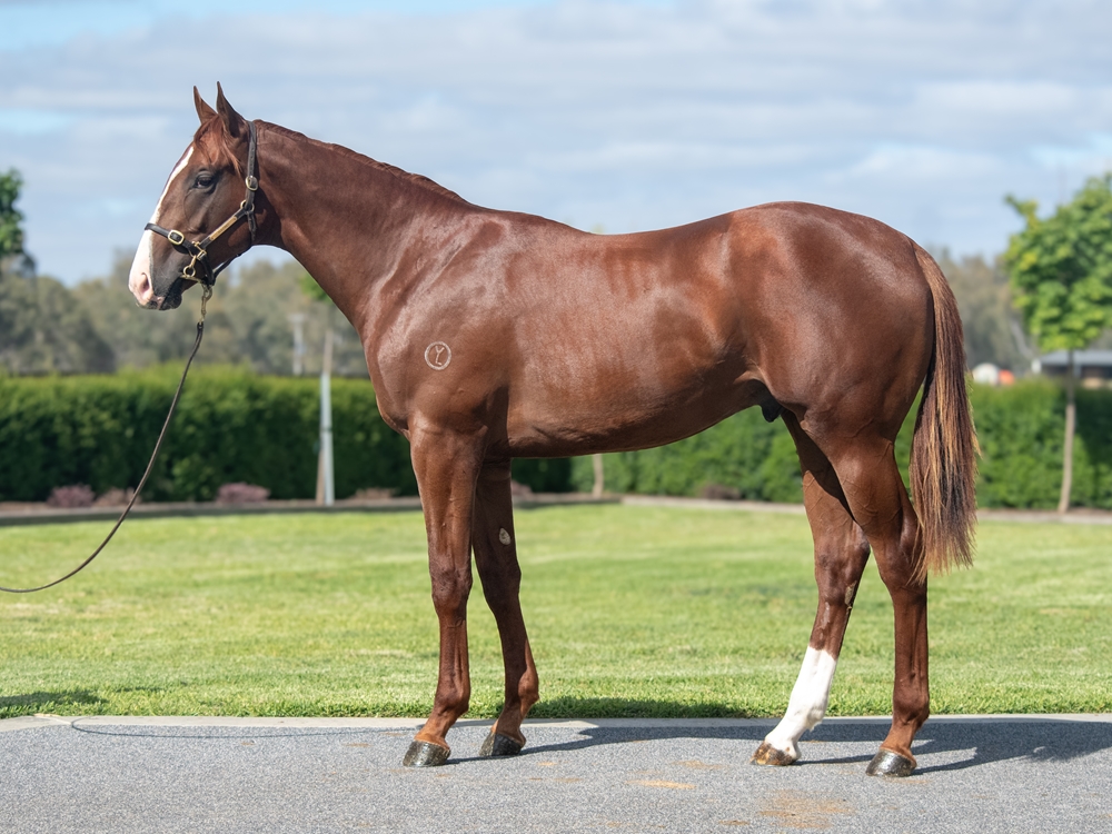 Written Tycoon (AUS) / Daisies (AUS) 2024 Colt - Image 1