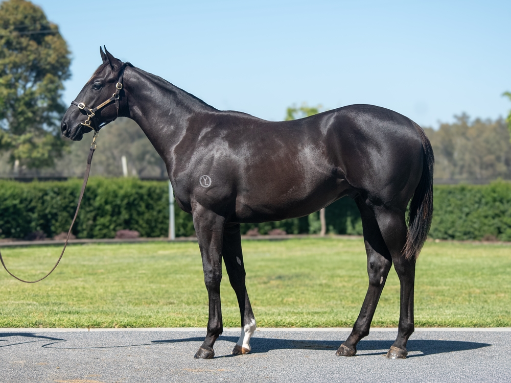Written Tycoon (AUS) / Camerata (AUS) 2024 Colt - Image 1