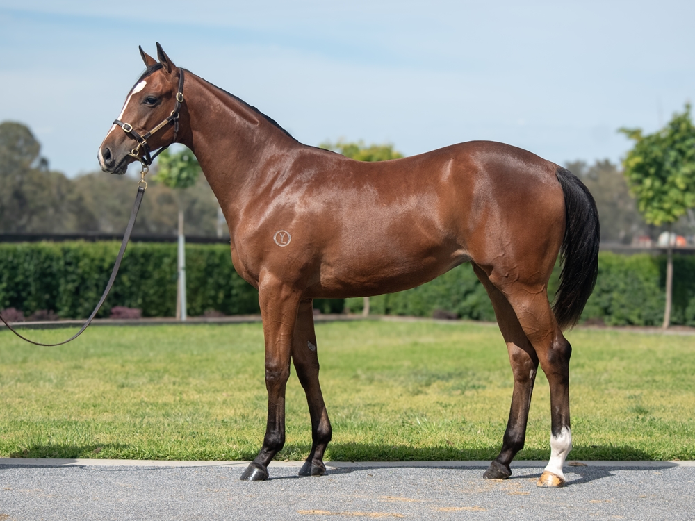 Diatonic (JPN) / Hometruths (IRE) 2024 Filly - Image 1