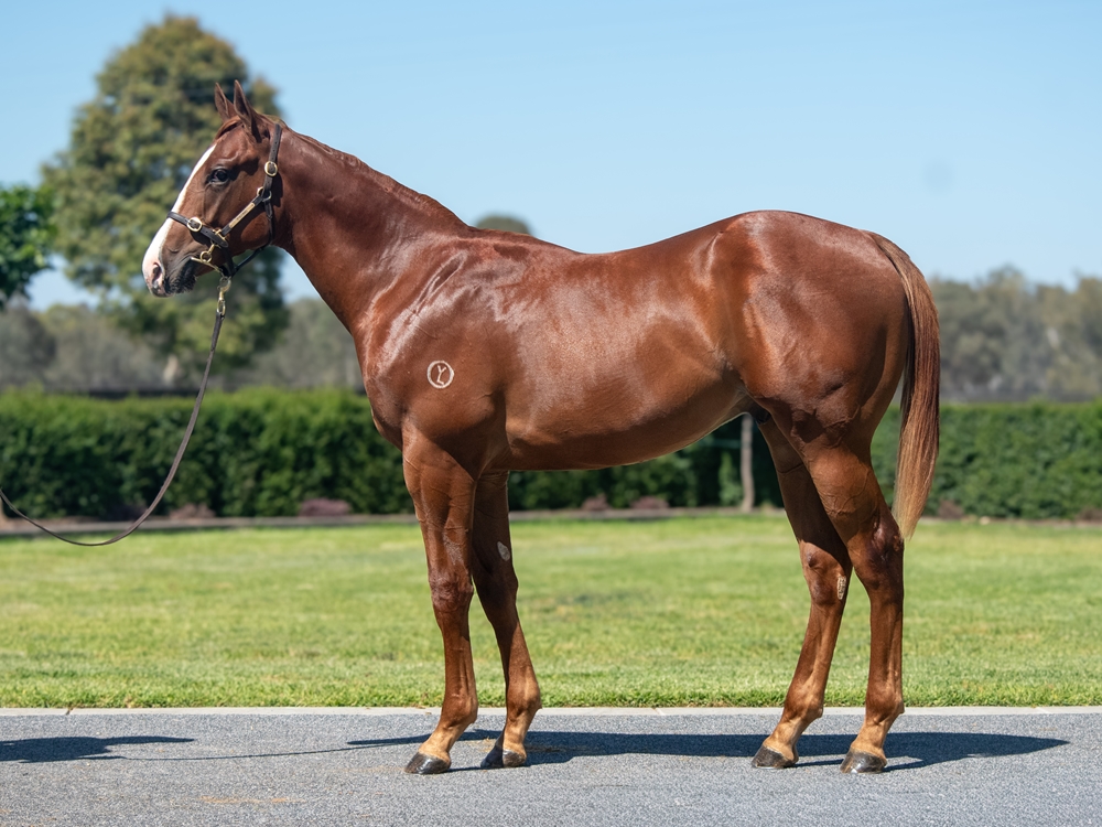 Written Tycoon (AUS) / Hungry Heart (AUS) 2024 Colt - Image 1
