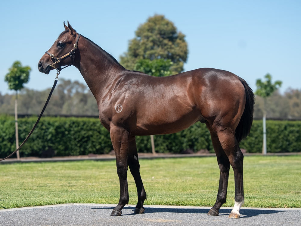 Alabama Express (AUS) / Inspirational Girl (NZ) 2024 Colt - Image 1