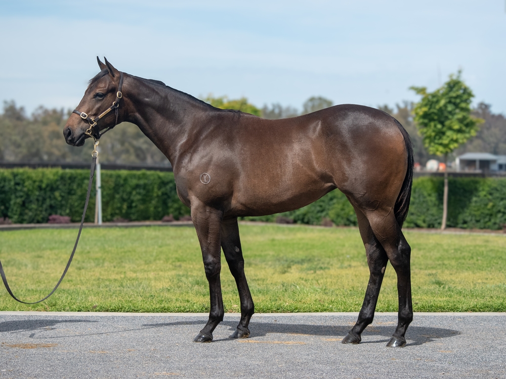 Baaeed (GB) / Jessica Rocks (GB) 2024 Filly - Image 1