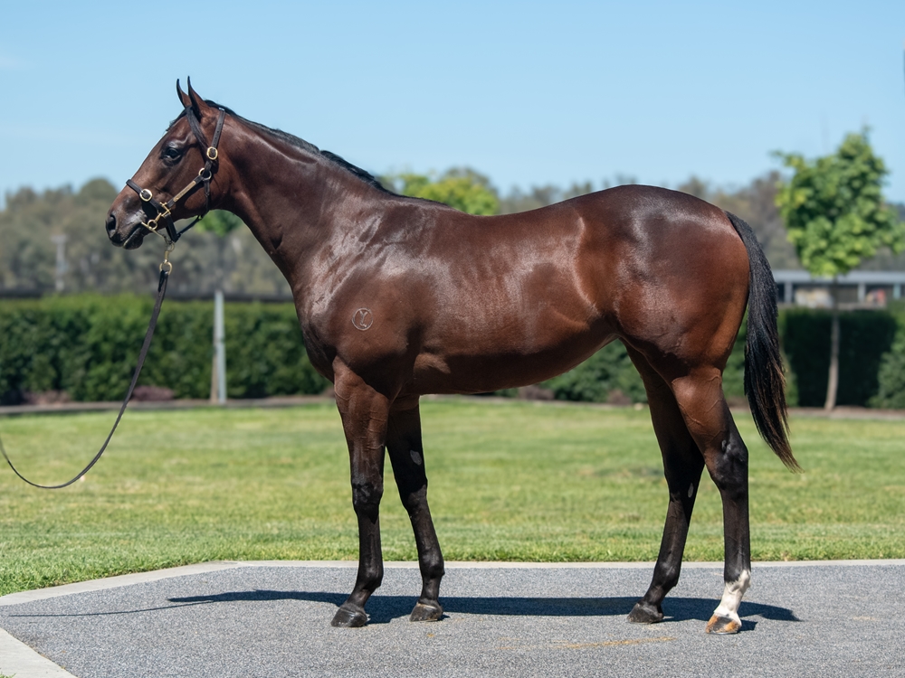 Pierata (AUS) / Literary Magnate (AUS) 2024 Filly - Image 1