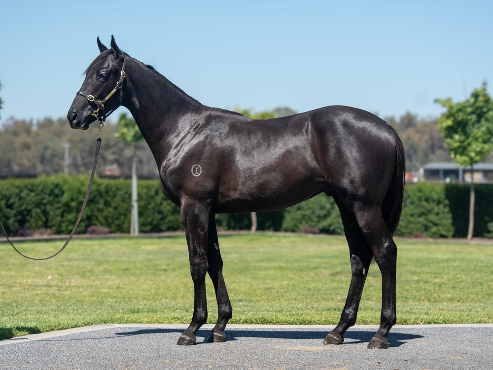 Diatonic (JPN) / Mac 'n' Cheese (AUS) 2024 Colt - Image 1