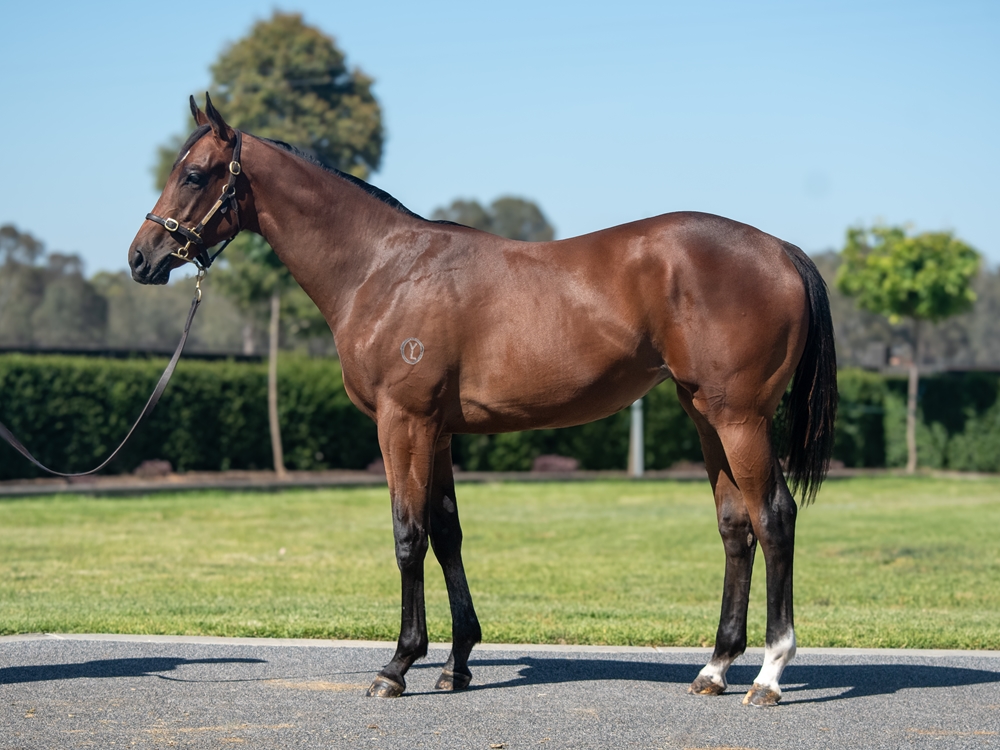 Alabama Express (AUS) / Marquise da Rossa (AUS) 2024 Filly - Image 1