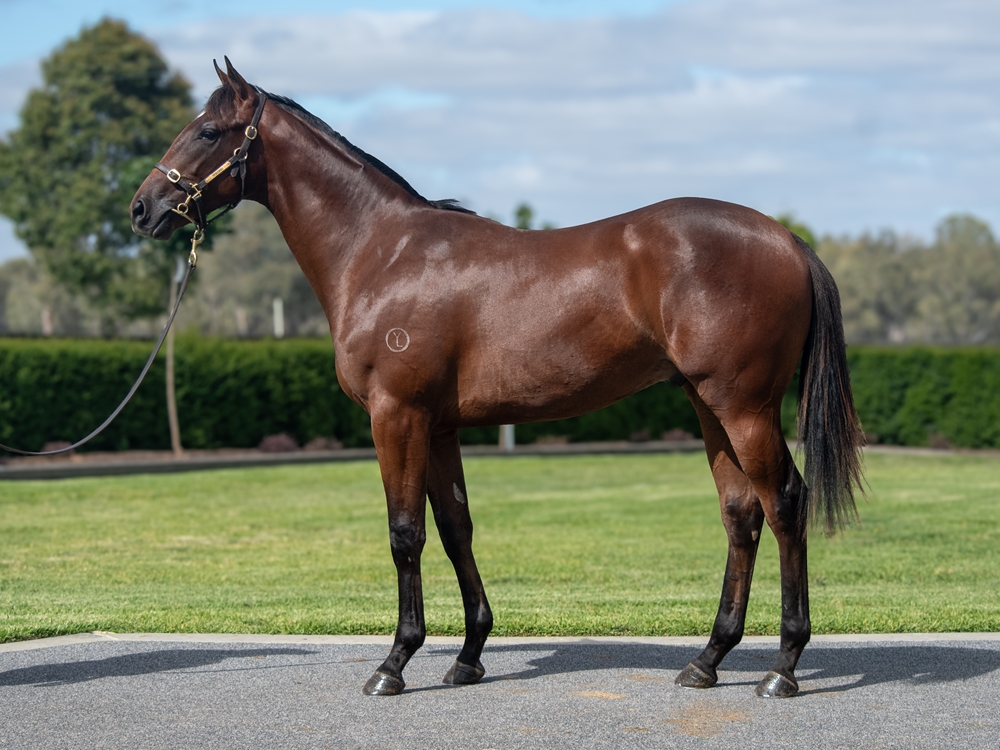 Diatonic (JPN) / Morioka (AUS) 2024 Colt - Image 1