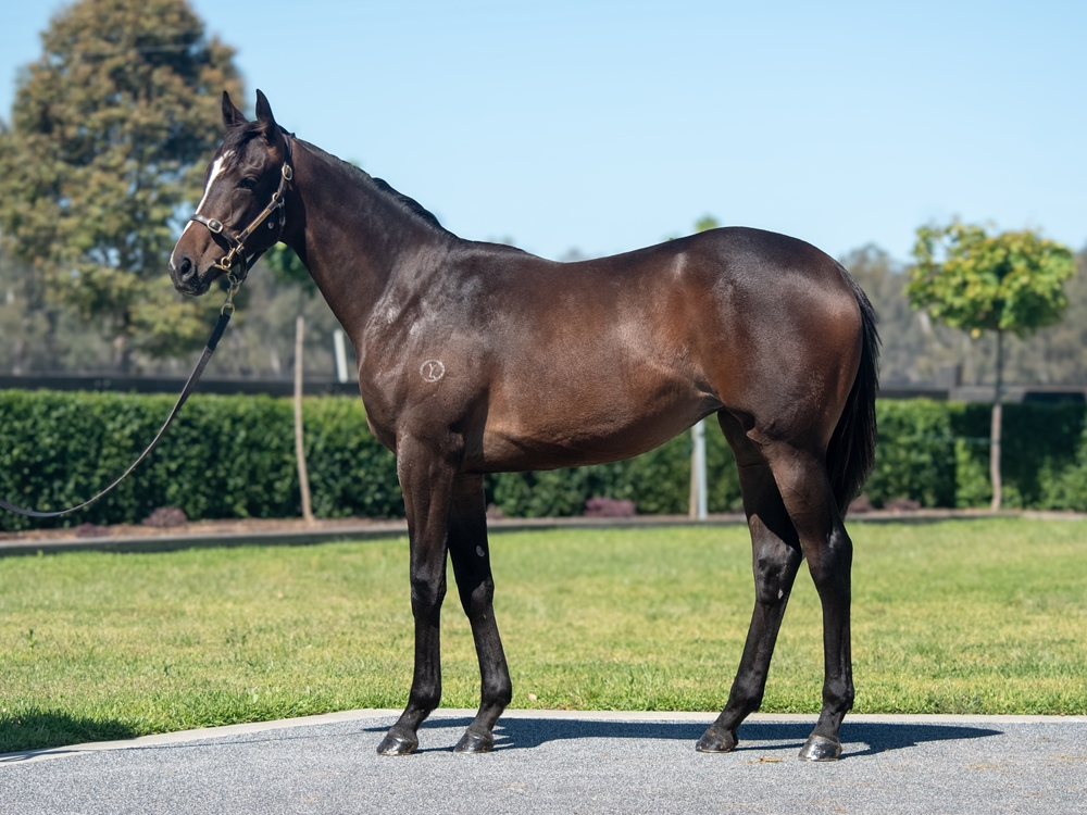Alabama Express (AUS) / Missisippi Burning (SAF) 2024 Filly - Image 1