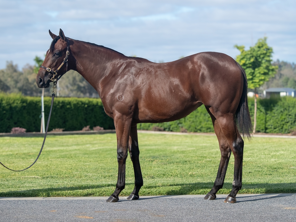 Lucky Vega (IRE) / Twisted Reality (GB) 2024 Filly - Image 1