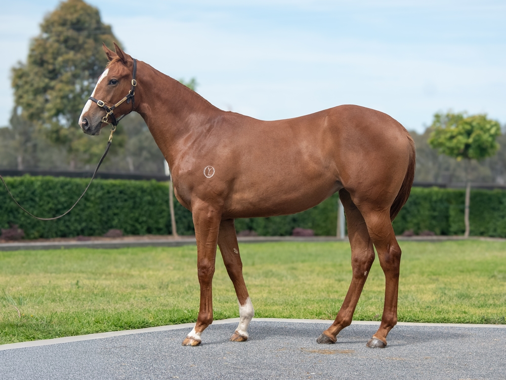 Tagaloa (AUS) / More Joyous (NZ) 2024 Filly - Image 1