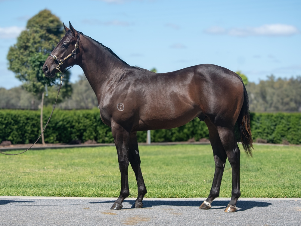Alabama Express (AUS) / Novarro (AUS) 2024 Colt - Image 1