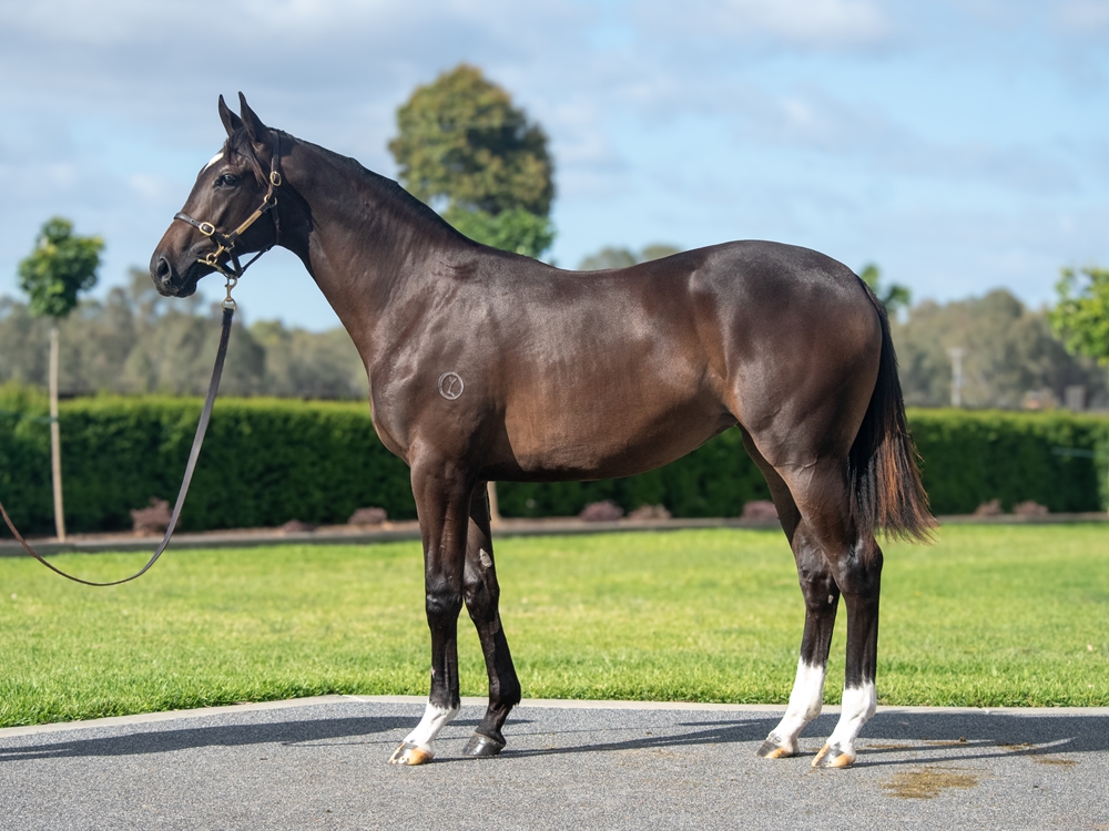 Alabama Express (AUS) / Of Good Cheer (GB) 2024 Filly - Image 1