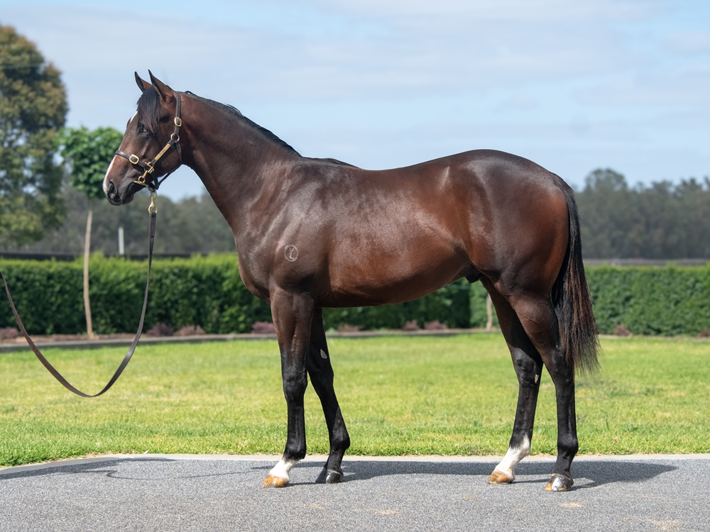 Alabama Express (AUS) / Our Crown Jewels (NZ) 2024 Colt - Image 1