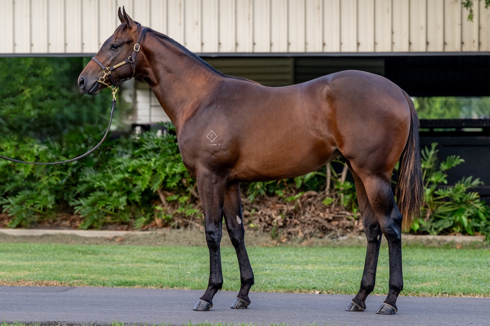 Spirit of Boom (AUS) / O'Rachael (AUS) 2024 Colt - Image 1