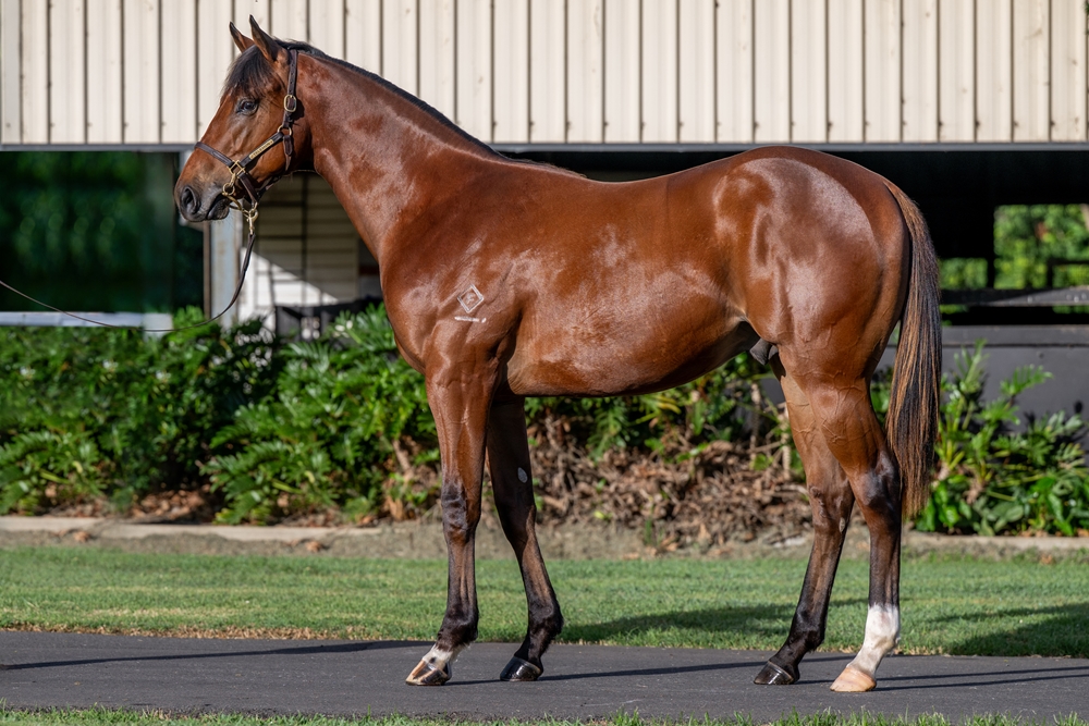 Russian Revolution (AUS) / Queen of Dubai (AUS) 2024 Colt - Image 1