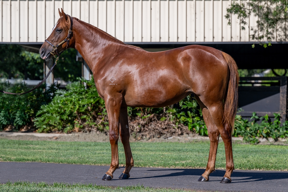 Harry Angel (IRE) / Realms of Light (GER) 2024 Filly - Image 1