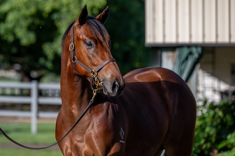 Russian Revolution (AUS) / Queen of Dubai (AUS) 2024 Colt - Image 2