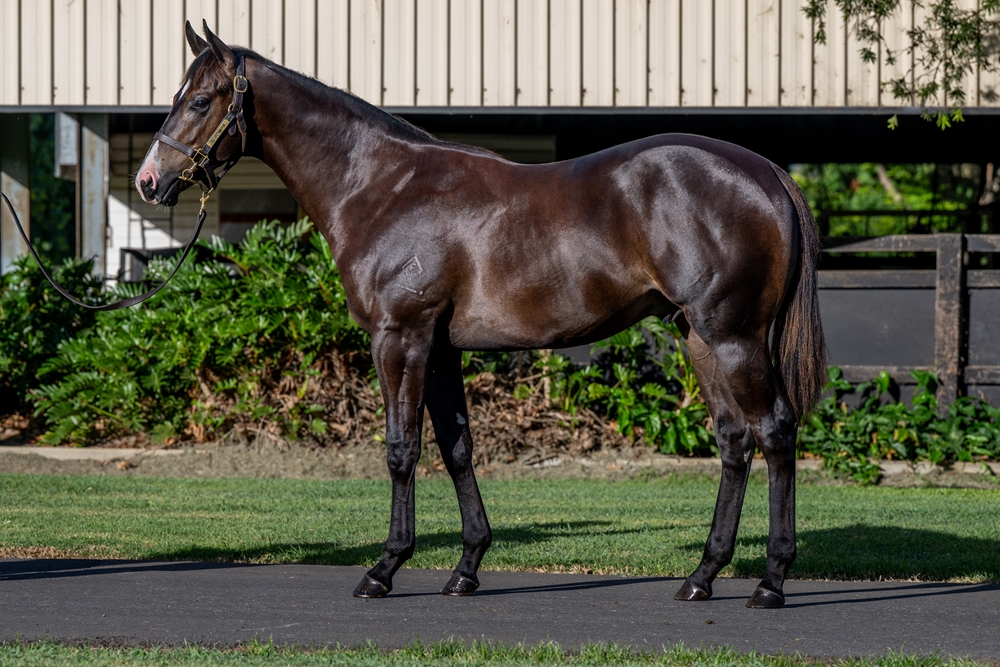 Better Than Ready (AUS) / Haven (AUS) 2024 Colt - Image 1