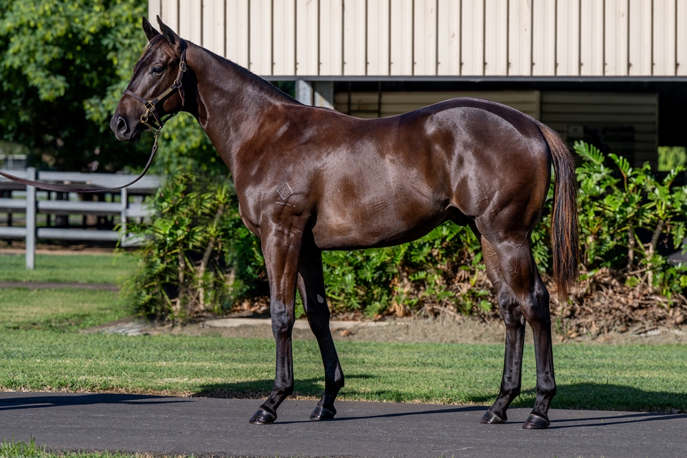 The Odyssey (AUS) / Black Mink (AUS) 2024 Colt - Image 1