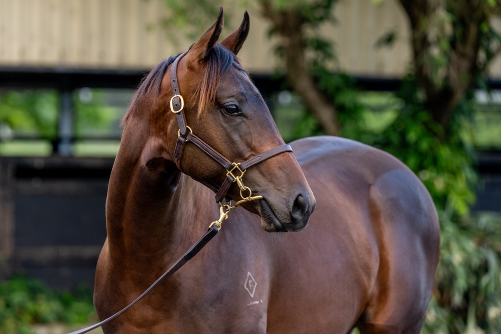 Spirit of Boom (AUS) / O'Rachael (AUS) 2024 Colt - Image 2