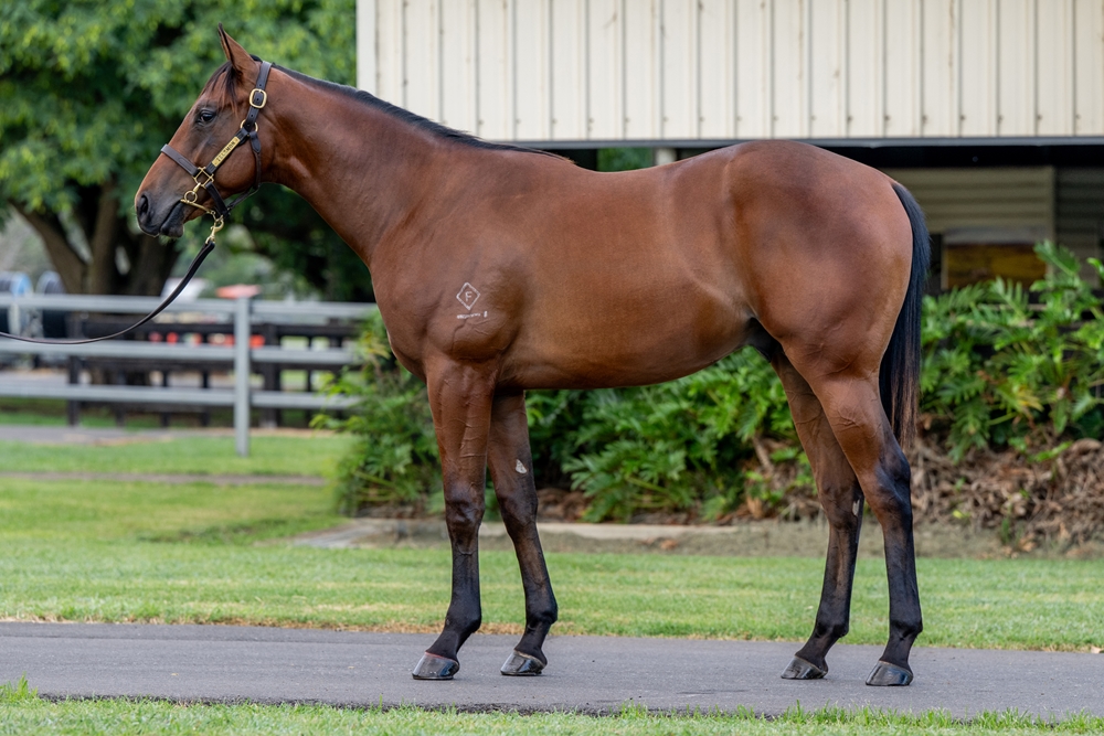 Artorius (AUS) / Annatime (AUS) 2024 Colt - Image 1
