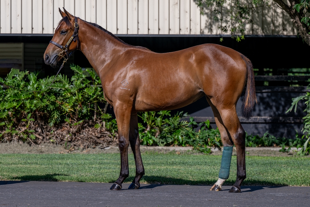 Acrobat (AUS) / Wobbly Boots (AUS) 2024 Filly - Image 1