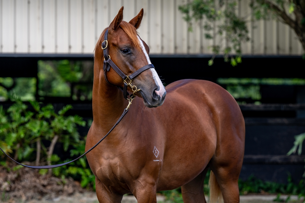 Star Turn (AUS) / Ambereen (FR) 2024 Filly - Image 2