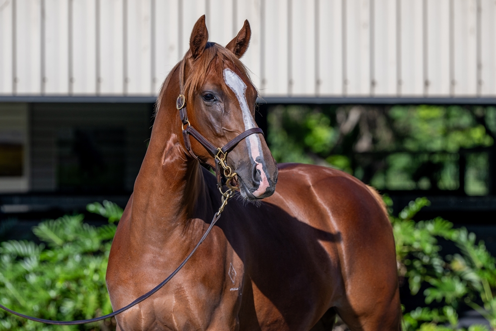 Harry Angel (IRE) / Realms of Light (GER) 2024 Filly - Image 2