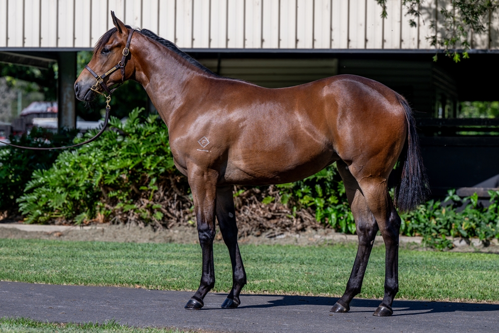 Wild Ruler (AUS) / Henny's Princess (USA) 2024 Filly - Image 1