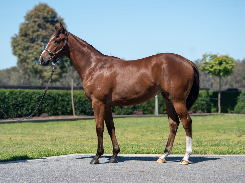 Frankel (GB) / Polar Sea (GB) 2024 Filly - Image 1