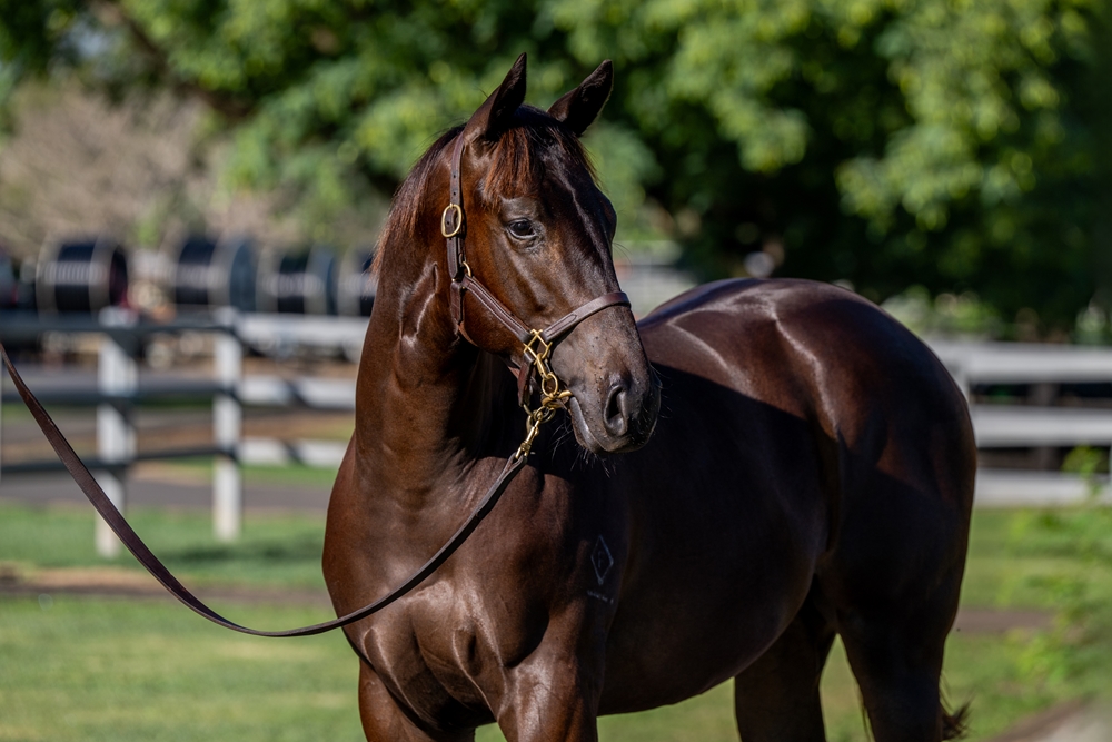 The Odyssey (AUS) / Black Mink (AUS) 2024 Colt - Image 2