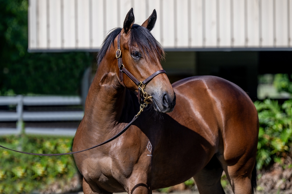 Wild Ruler (AUS) / Henny's Princess (USA) 2024 Filly - Image 2
