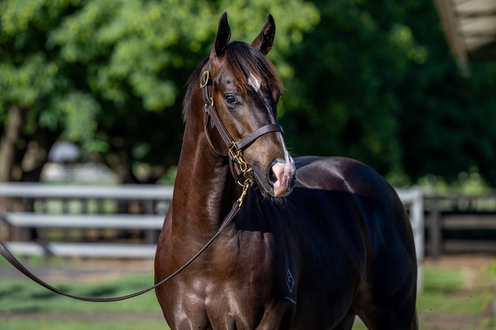 Better Than Ready (AUS) / Haven (AUS) 2024 Colt - Image 2