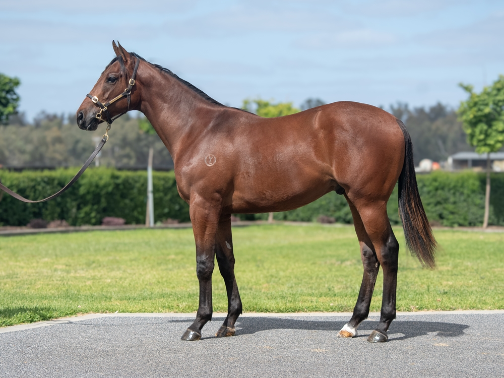 Tagaloa (AUS) / Princess Layan (IRE) 2024 Colt - Image 1