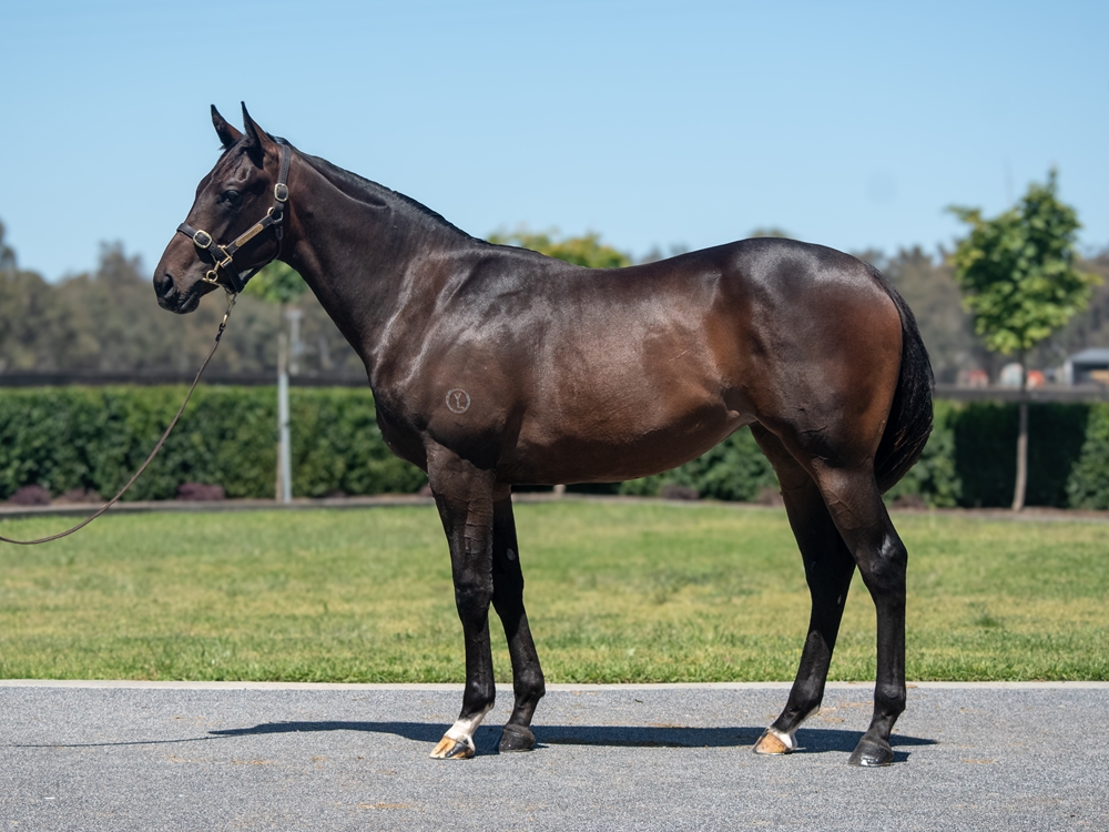 Alabama Express (AUS) / Queen Iseult (AUS) 2024 Filly - Image 1