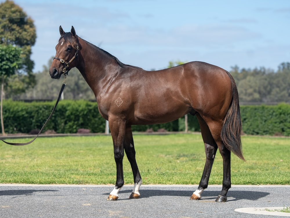 Harry Angel (IRE) / Ragazze (AUS) 2024 Colt - Image 1