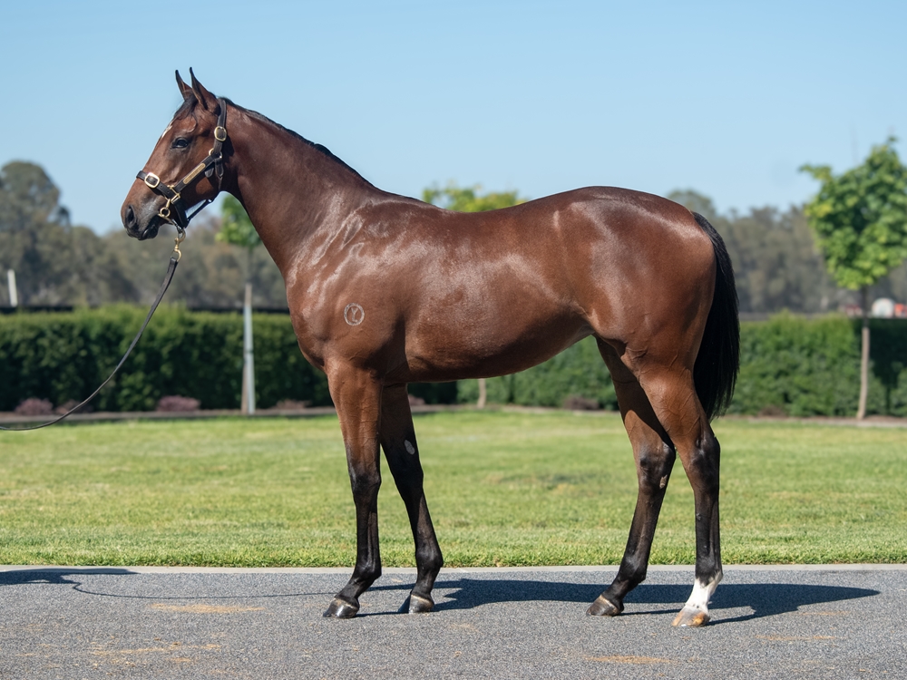 Alabama Express (AUS) / Reelem in Ruby (AUS) 2024 Filly - Image 1