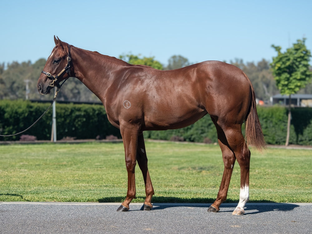 Written Tycoon (AUS) / Set Goals (AUS) 2024 Filly - Image 1