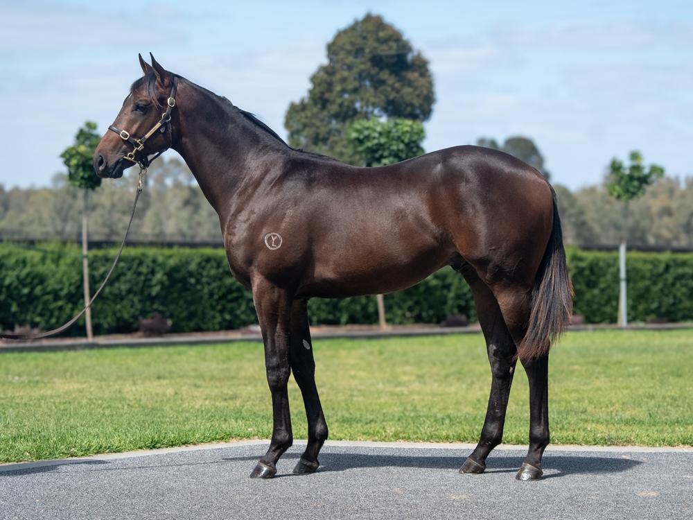 Alabama Express (AUS) / She's a Thief (NZ) 2024 Colt - Image 1