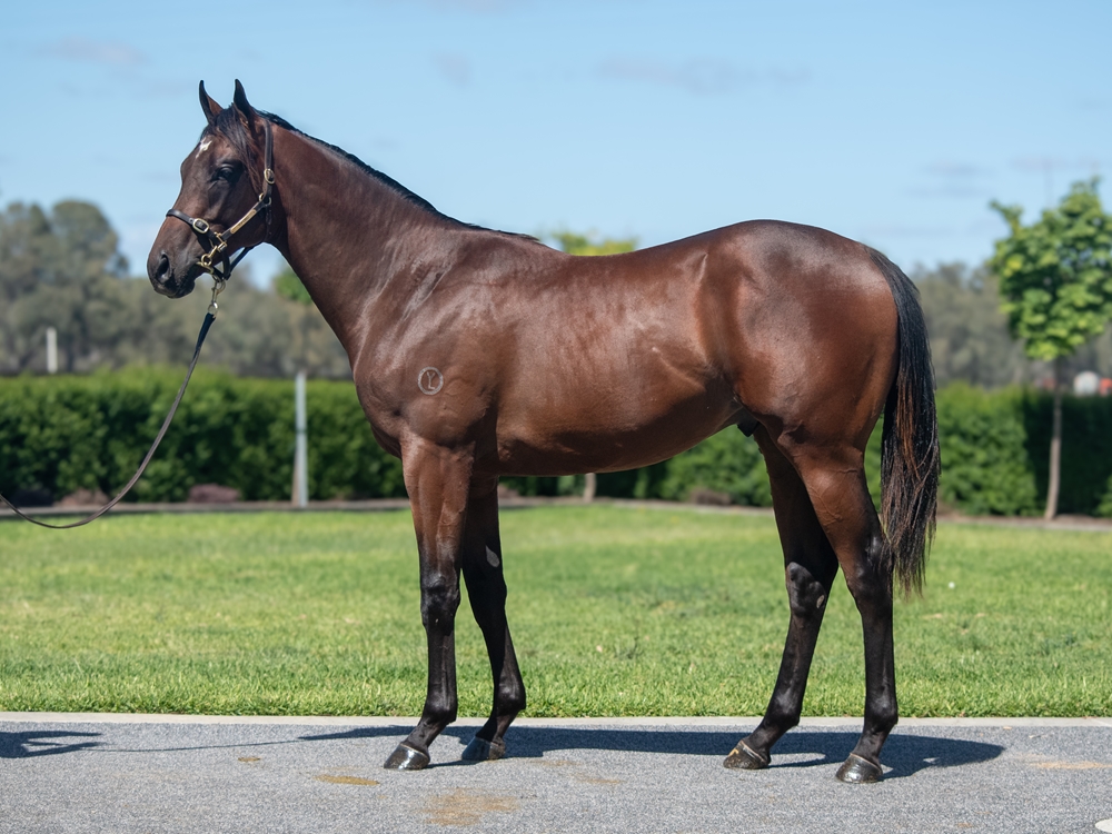 Alabama Express (AUS) / Small Print (GB) 2024 Colt - Image 1