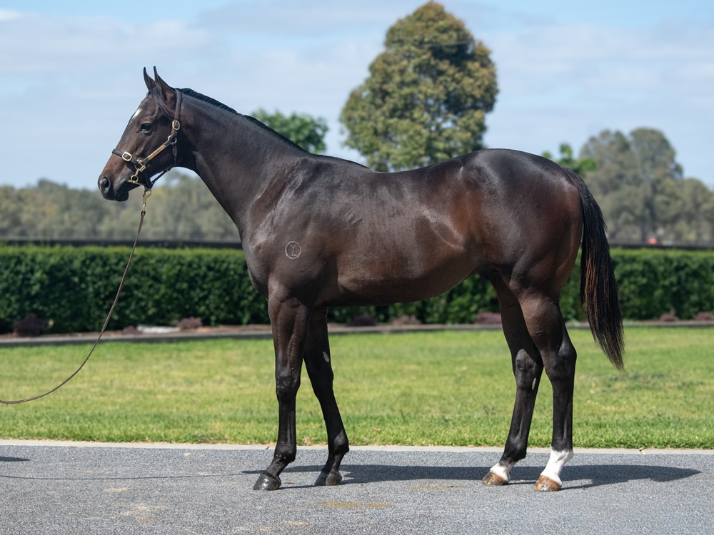 Written Tycoon (AUS) / Shines Her Light (IRE) 2024 Colt - Image 1