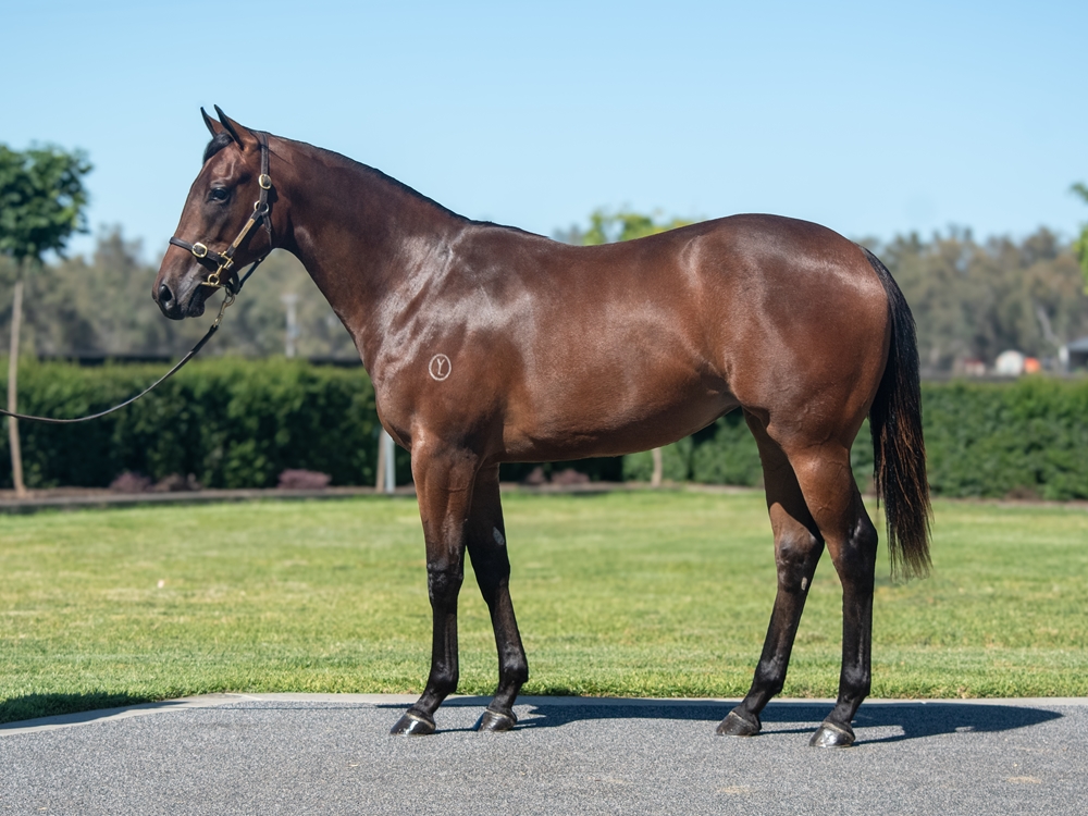 Diatonic (JPN) / Snapdancer (AUS) 2024 Filly - Image 1