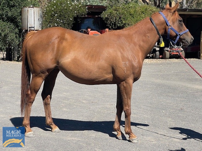 Pantariste.jpg - Image 1