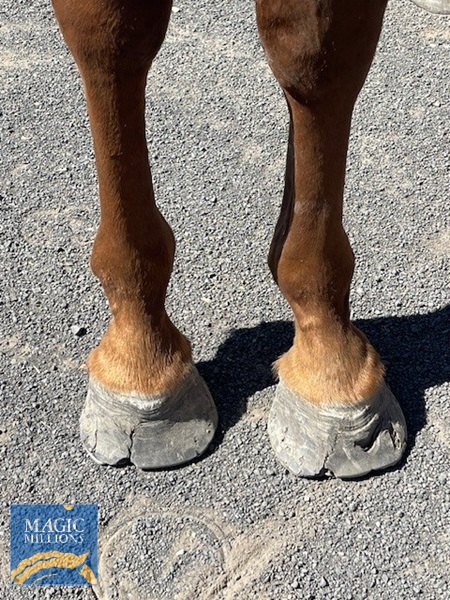 Pantariste 1.jpg - Image 2