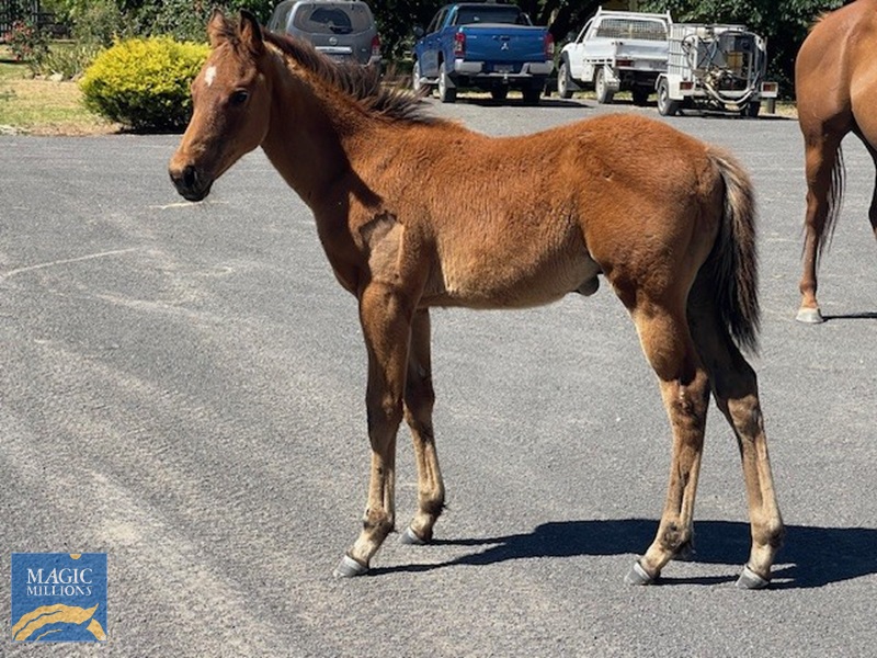 Pantariste foal.jpg - Image 3