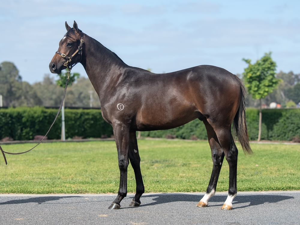 Alabama Express (AUS) / Spring Delight (NZ) 2024 Colt - Image 1