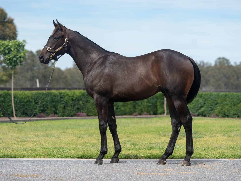 Alabama Express (AUS) / Suspicieuse (FR) 2024 Colt - Image 1