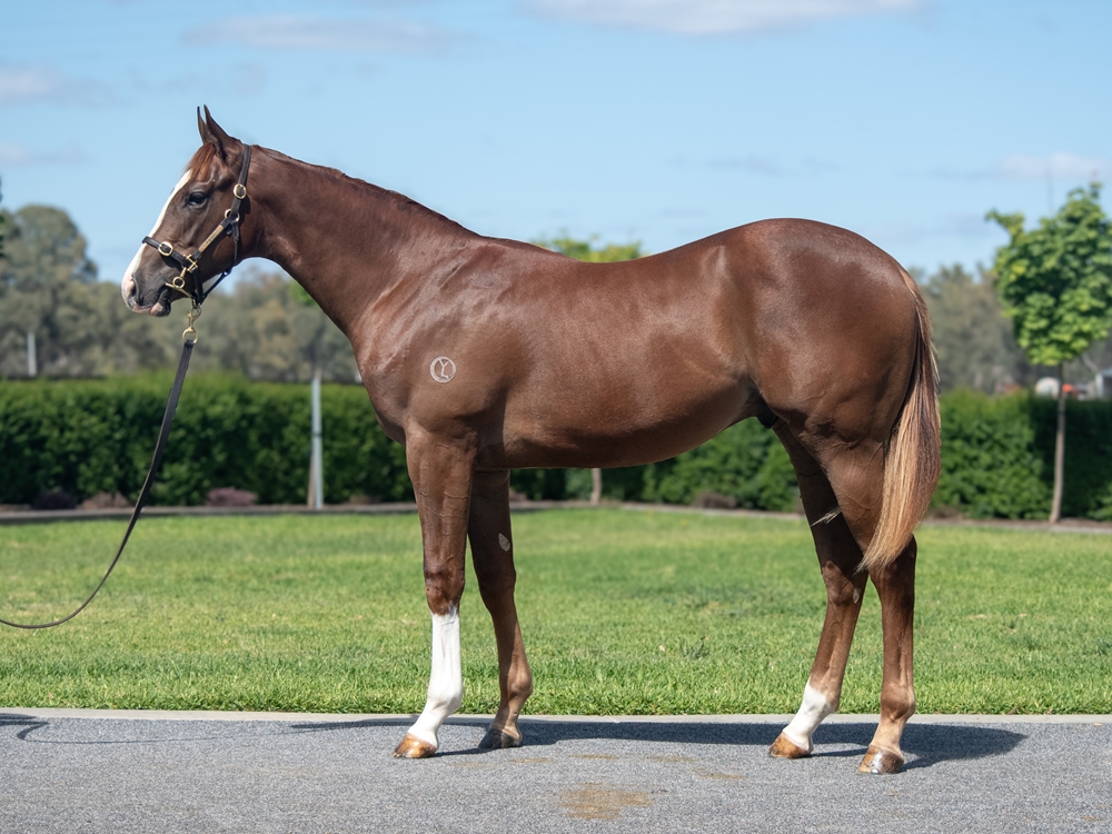 Written Tycoon (AUS) / Tiz My View (AUS) 2024 Colt - Image 1