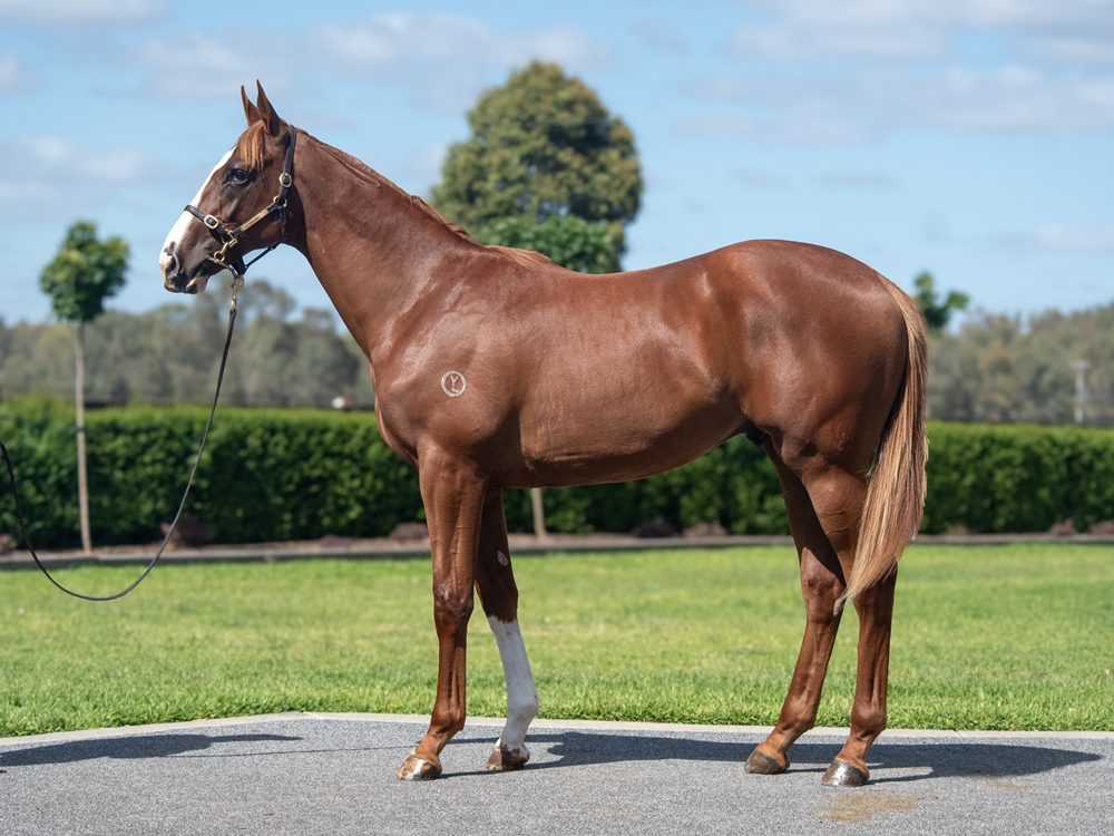 Frankel (GB) / Ulster Blackwater (IRE) 2024 Colt - Image 1