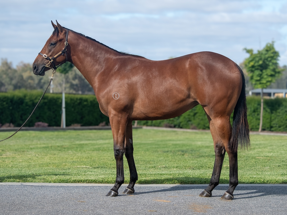 Tagaloa (AUS) / Anitra (AUS) 2024 Filly - Image 1