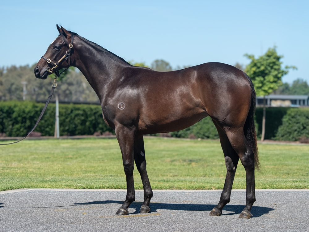 Pierata (AUS) / Unforgotten (AUS) 2024 Filly - Image 1